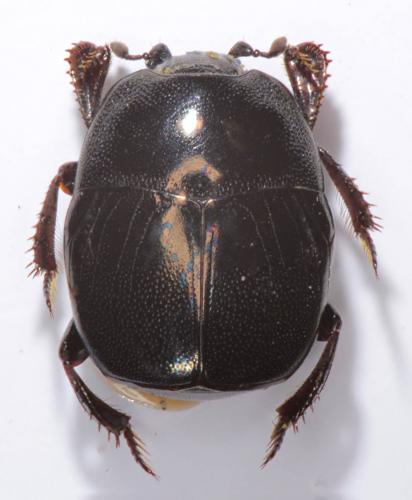 Saprinus acuminatus
